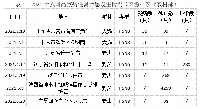 禽流感致病情況