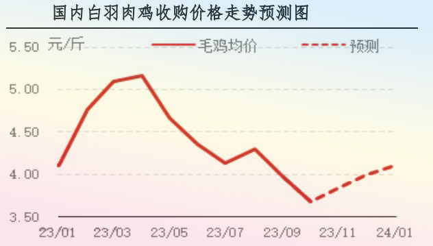 10月肉雞市場(chǎng)行情分析及11月行情預(yù)測(cè)
