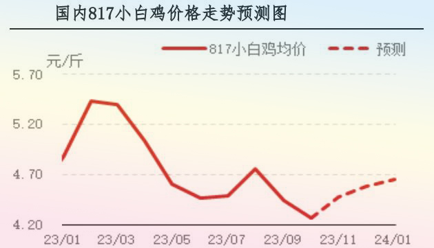 10月肉雞市場(chǎng)行情分析及11月行情預(yù)測(cè)