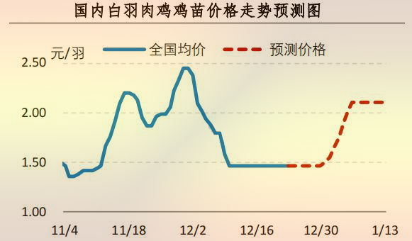 白羽肉雞雞苗