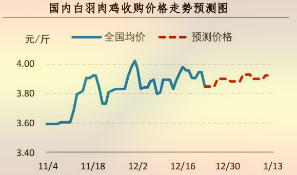 白羽肉雞