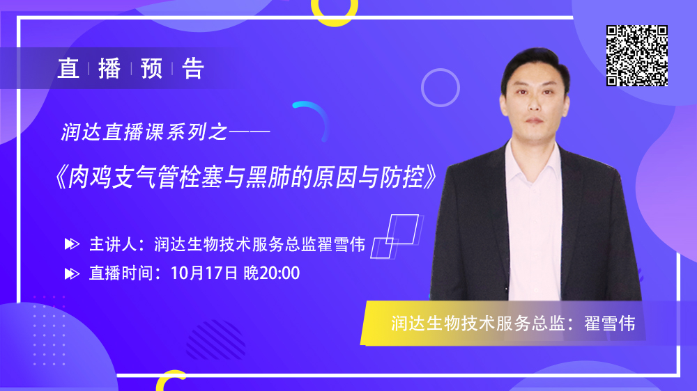 翟雪偉：肉雞支氣管栓塞與黑肺的原因與防控