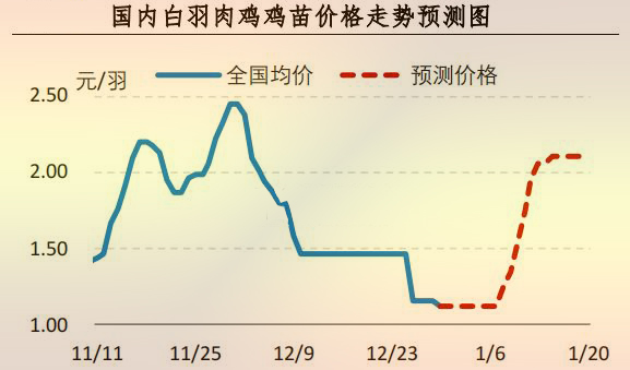 白羽肉雞雞苗