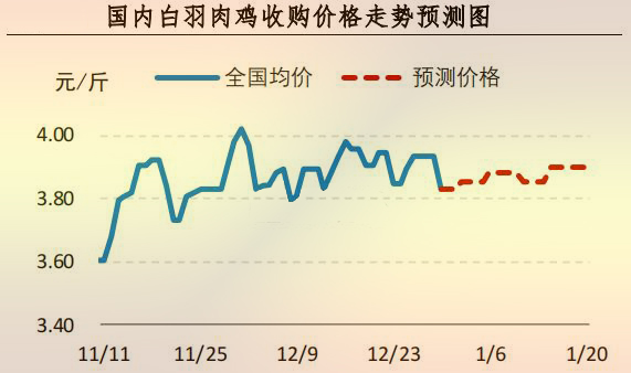 白羽肉雞
