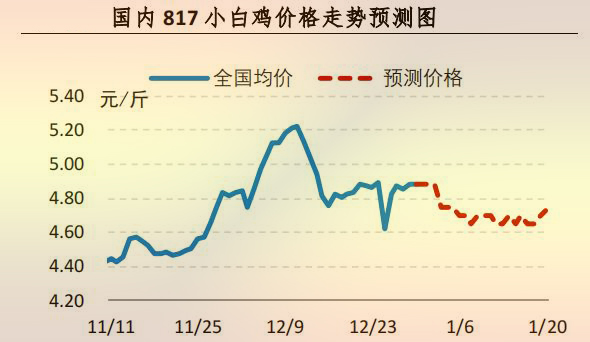 817小白雞