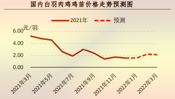白羽肉雞苗