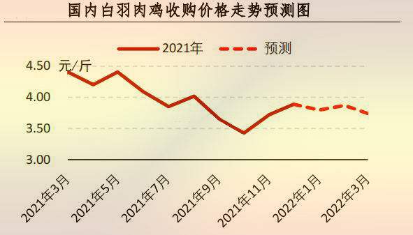 白羽肉雞