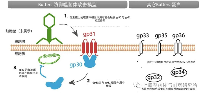 原噬菌體Butters編碼蛋白防御其他噬菌體攻擊的模式假設圖 