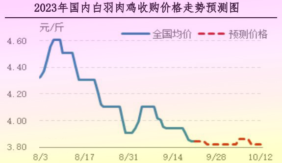 肉雞市場行情匯總