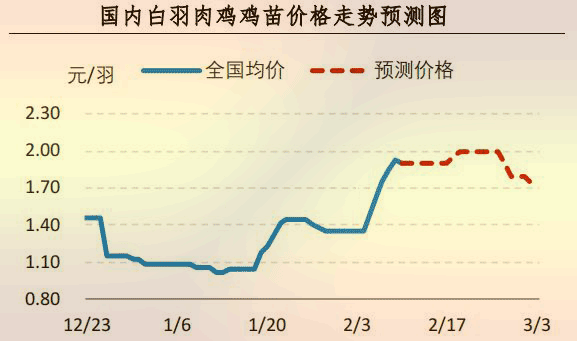 白羽肉雞雞苗