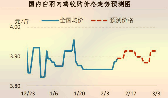 白羽肉雞