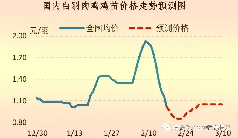 白羽肉雞雞苗