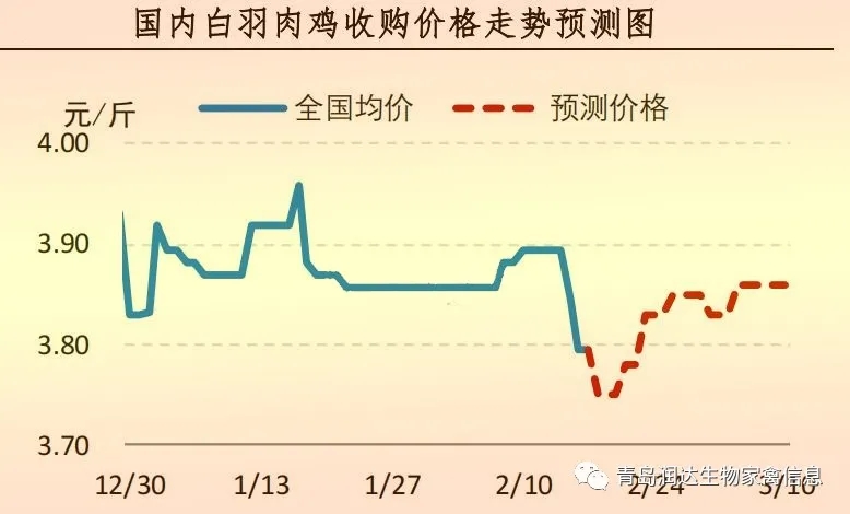 白羽肉雞
