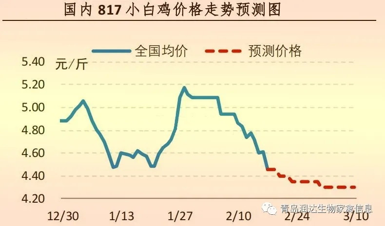 817小白雞