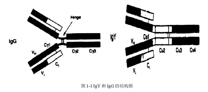 口服精制卵黃抗體在家禽養(yǎng)殖中的應(yīng)用原理
