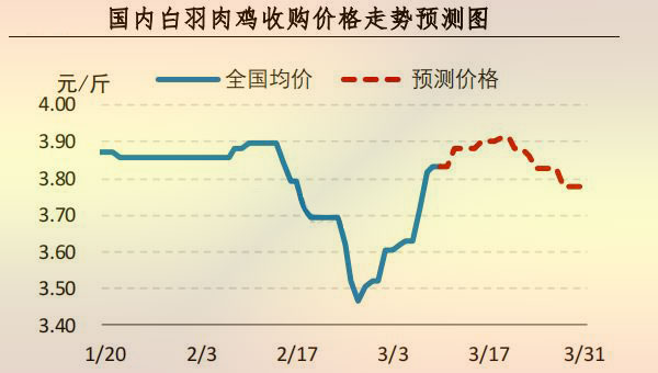 白羽肉雞