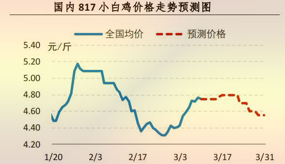 817小白雞
