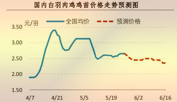白羽肉雞雞苗