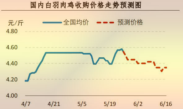白羽肉雞