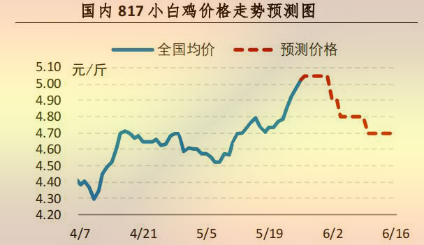 817小白雞