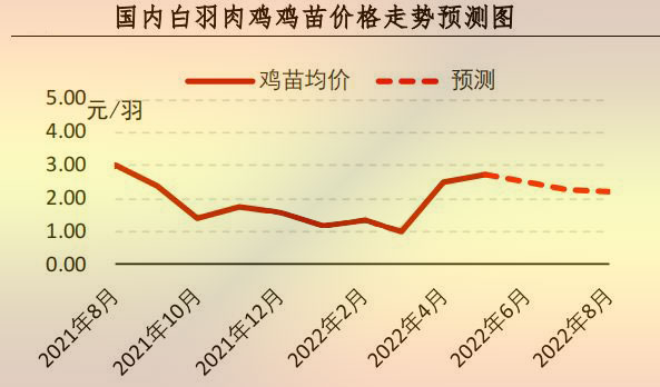 白羽肉雞苗