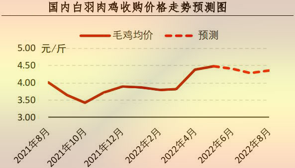 白羽肉雞