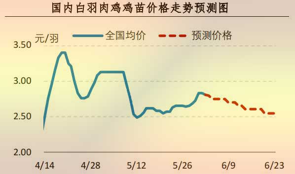 白羽肉雞雞苗