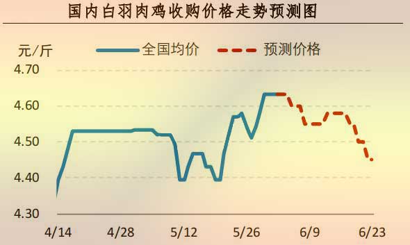 白羽肉雞
