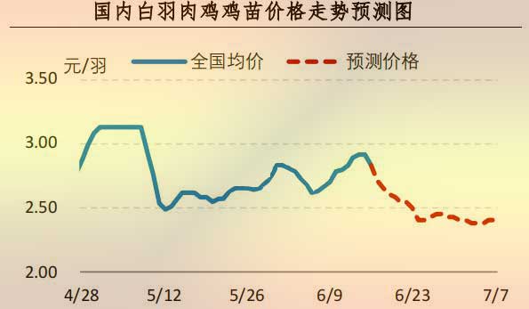 白羽肉雞雞苗