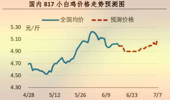 817小白雞