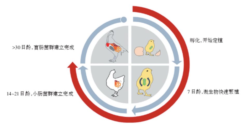  養(yǎng)殖科普：商品肉雞產(chǎn)氣莢膜梭菌的危害與防治措施