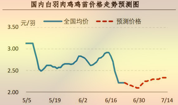 白羽肉雞雞苗