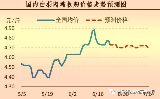 白羽肉雞
