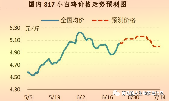 817小白雞