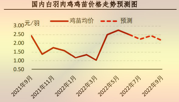 白羽肉雞苗