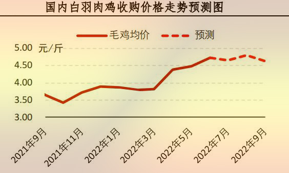 白羽肉雞