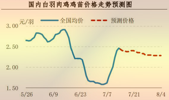 白羽肉雞雞苗