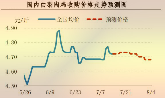 白羽肉雞