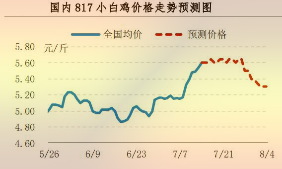 817小白雞