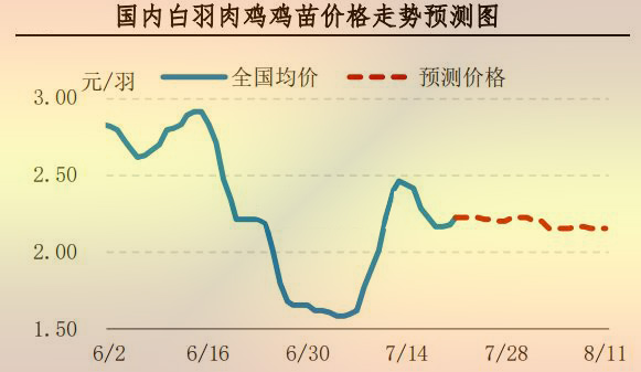 白羽肉雞雞苗