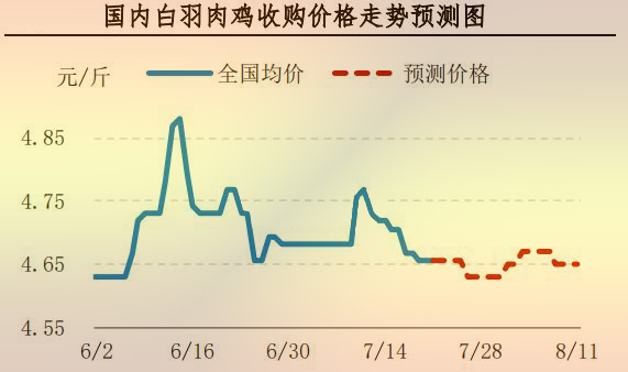 白羽肉雞