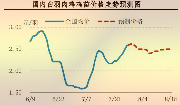 白羽肉雞雞苗