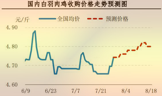 白羽肉雞