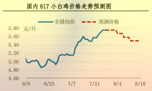 817小白雞