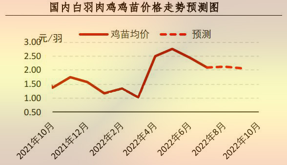 白羽肉雞苗