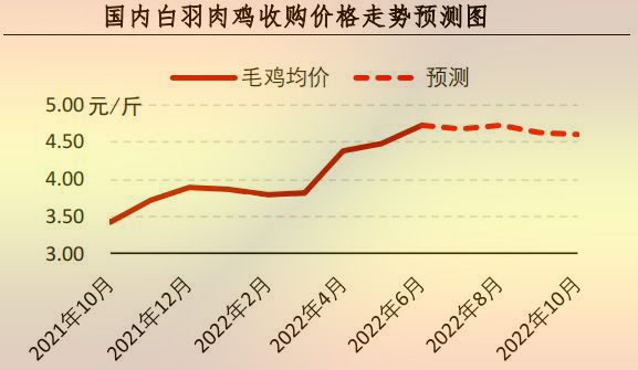 白羽肉雞