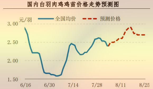 白羽肉雞雞苗