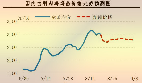 白羽肉雞雞苗