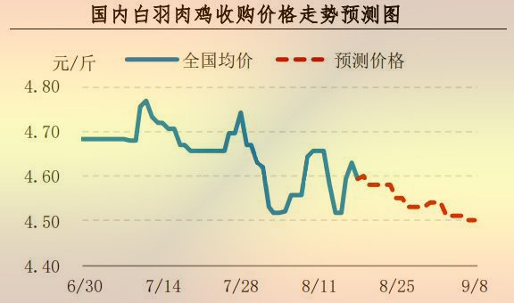 白羽肉雞