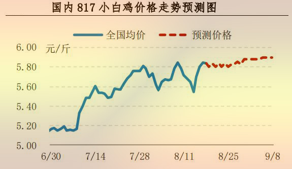 817小白雞